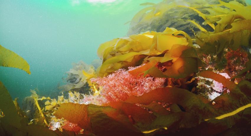 Invasive seaweed Undaria smothering rock wall communities in Te Puaitaha Breaksea Sound