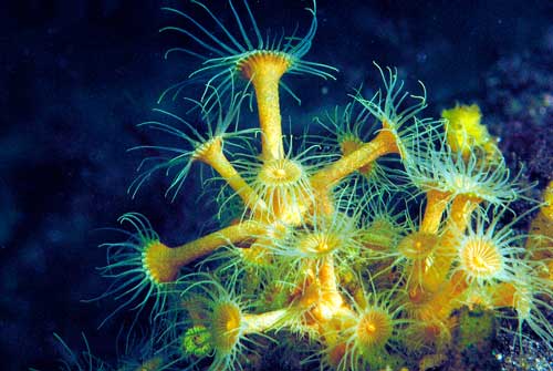 Yello Zooanthid photo by Steven Wing