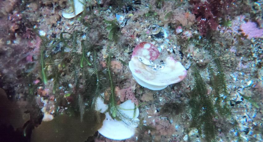 Photo of bleached sponge in Fiordland. Supplied by Professor James Bell (VUW)