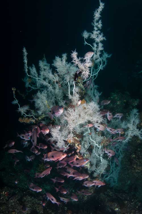 Black Coral photo by Vincent Zintezen